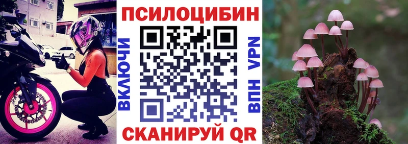 цена наркотик  Туран  Псилоцибиновые грибы Psilocybe 